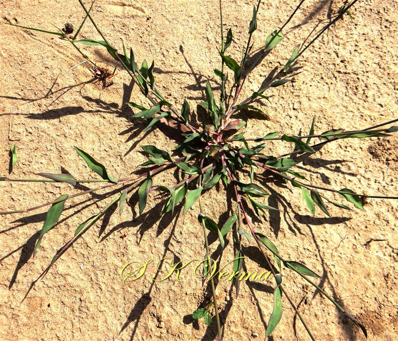  Stem and leaves